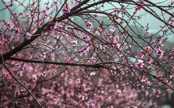 树上桃花花朵