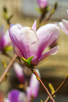 树枝上盛开一朵粉色的玉兰花