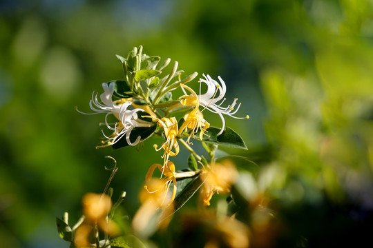 金银花