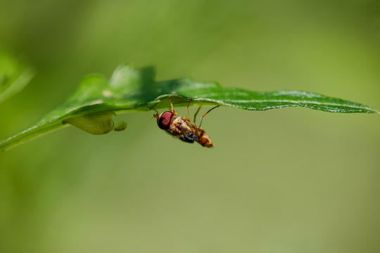 食蚜蝇