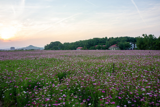 花海