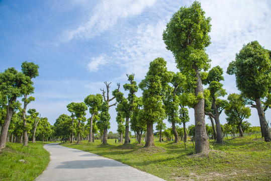 园林绿化景观树