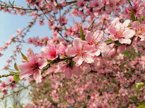 桃花