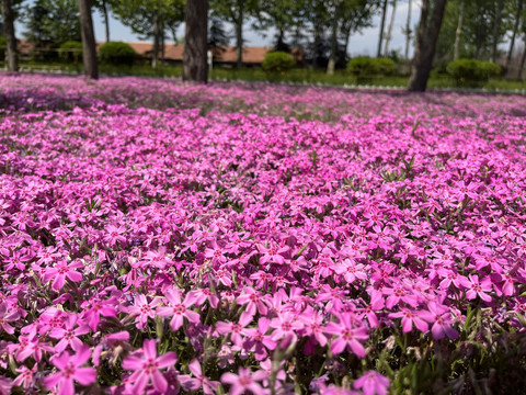 花卉