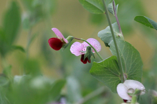 豌豆花