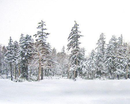 北国冬雪