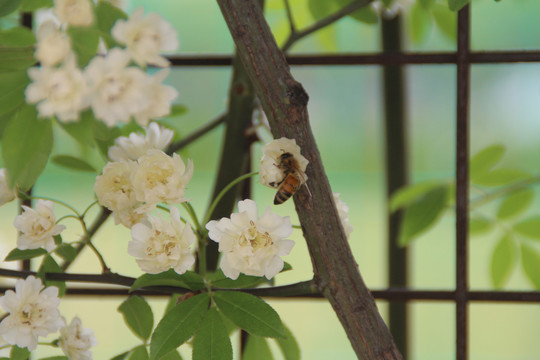 木香花