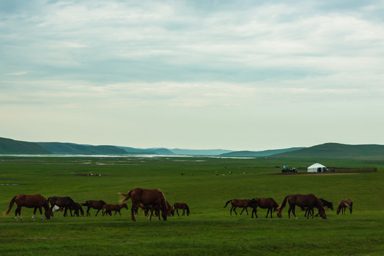 草原马群蒙古包河流