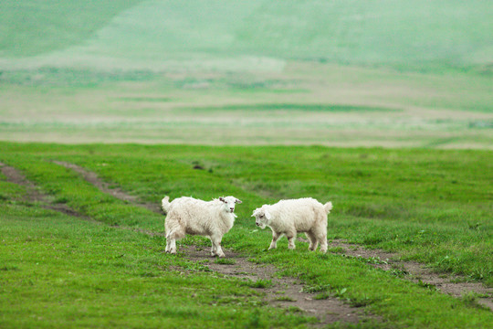 草原小羊羔