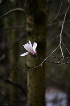 玉兰花