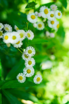 鲜花壁纸