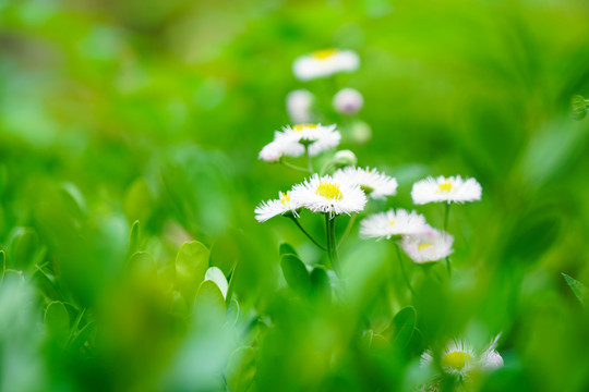 小野花