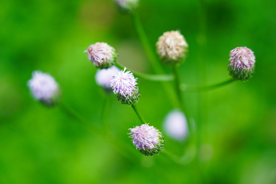 小野花