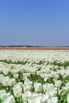 荷兰郁金香花田风景