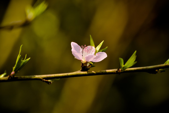 桃花枝