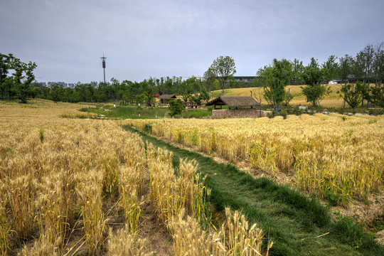 金華赤山公園麥田