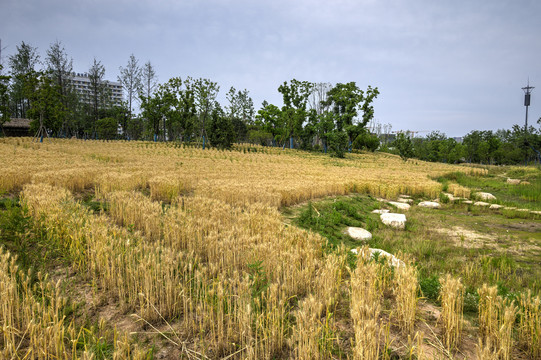 金华赤山公园麦田