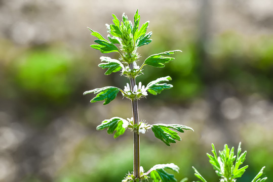 小益母草