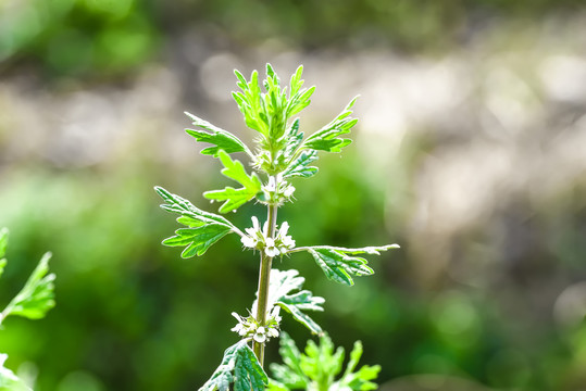 夏至草