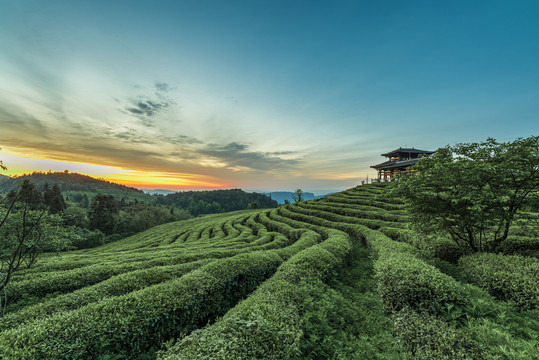 重庆武隆贡茶园摄影图