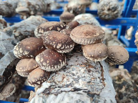 香菇花菇种植