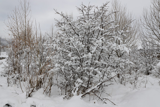 春雪