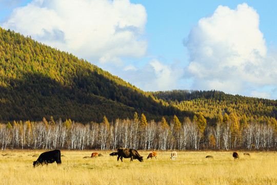 秋季森林草原牛群