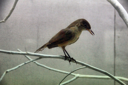 鄱阳湖鸟类标本