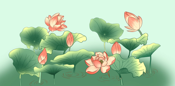 荷花插畫
