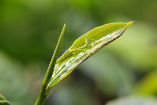 鲜叶茶叶芽头昆虫螳螂