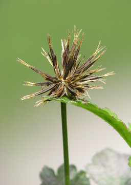 野生的鬼针草