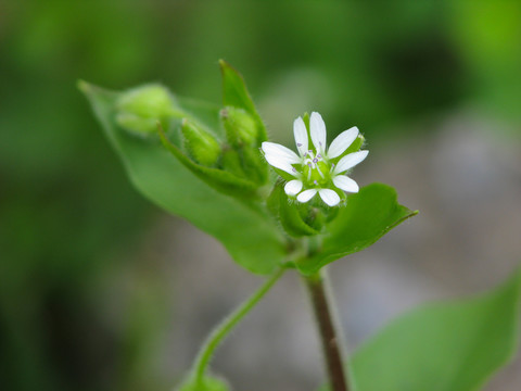 户外野生的鹅肠菜