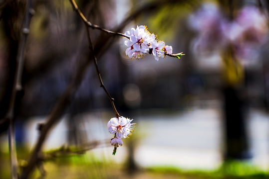 初春桃花