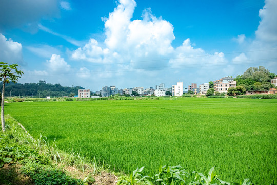 乡村田野