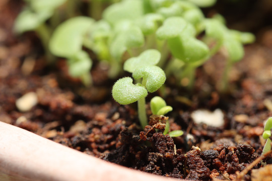 植物发芽