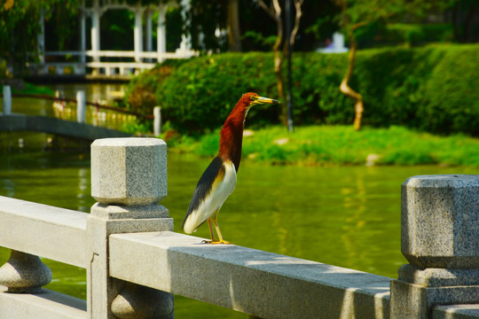 湖边鹭鸟