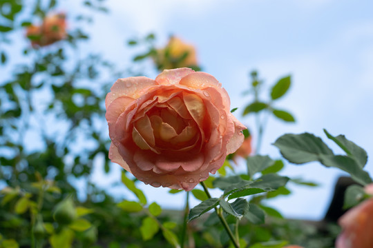 黄色月季花藤本月季