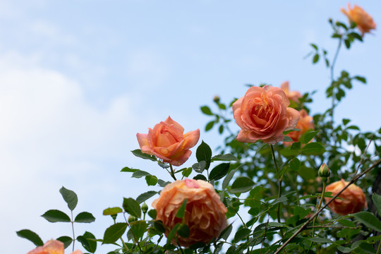 雨后的黄色月季花