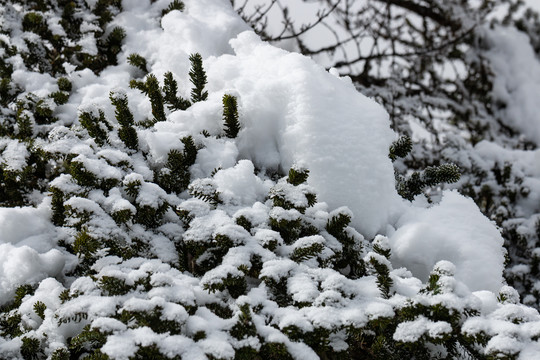 雪域高原