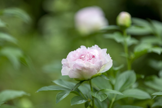 红芍药