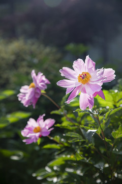 粉芍药