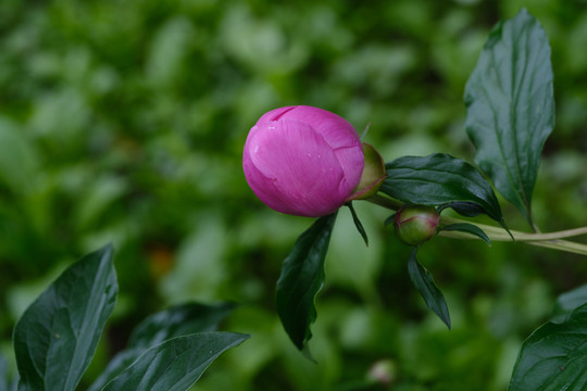 芍药花