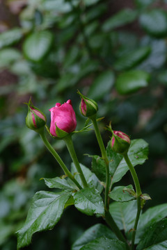 芍药花