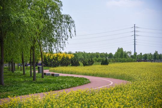 油菜花田边的跑道