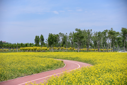 油菜花田边的跑道