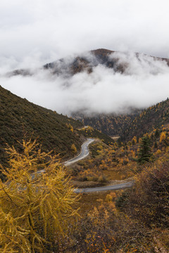 彩林高山沟壑云雾蜿蜒道路