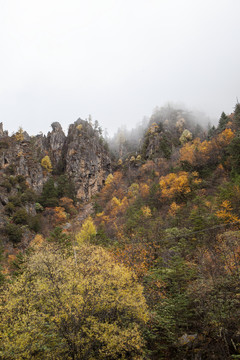 高山云雾彩林秋色自然风光