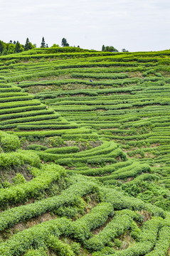 茶山大地指纹