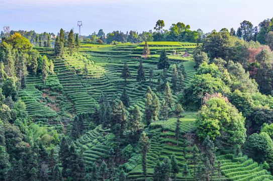 骑龙茶山