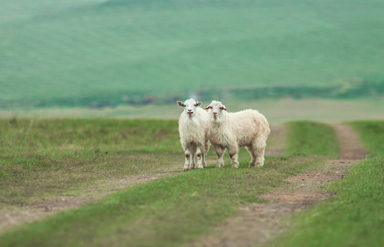 草原两只羊